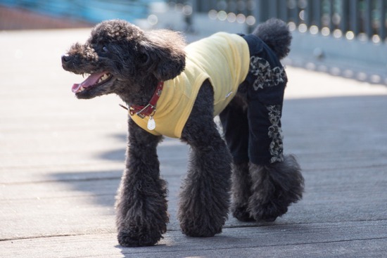 トイプードル ブログ 銀座リリーとドナas know as de wan72