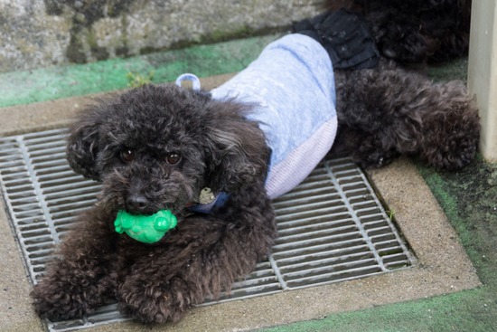 ブラックのトイプードル銀座リリー＆ドナas know as de wan04