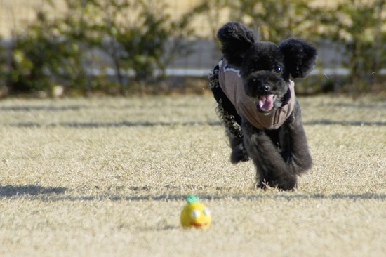 銀座トイプードルリリーas know as de wan29