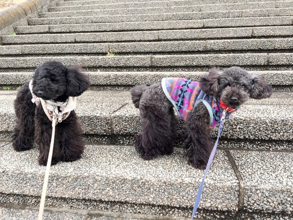 ブラックトイプードル銀座リリードナ014