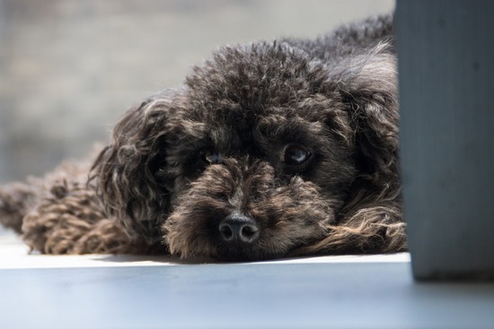 トイプードル銀座リリー＆ドナ97