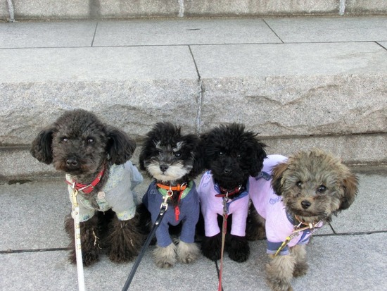 銀座トイプードルリリーas know as de wan17