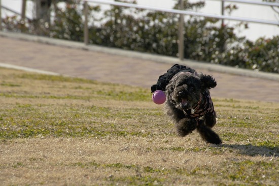 銀座トイプードルリリーas know as de wan56