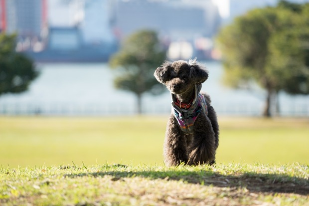 20151222ブラックトイプードル銀座リリー＆ドナ34