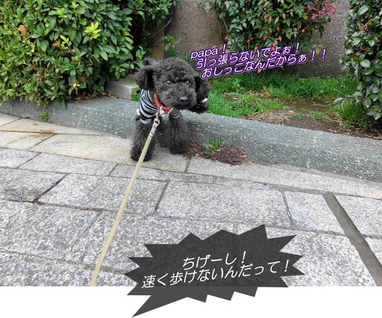 as know as de wan トイプードル 銀座リリー02