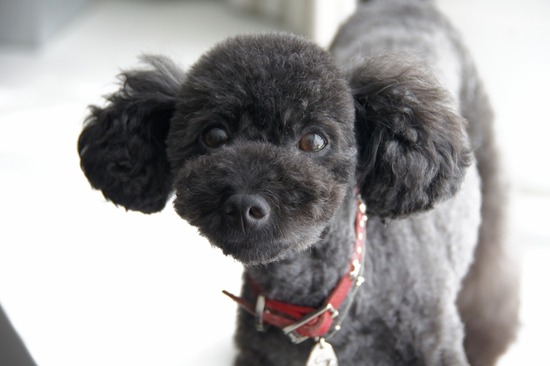 as know as de wanとトイプードルブラックの銀座リリー02