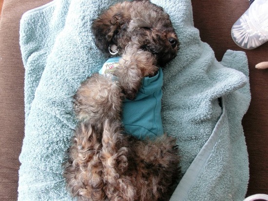 銀座 トイプードル リリー as know as de wan02 (2)