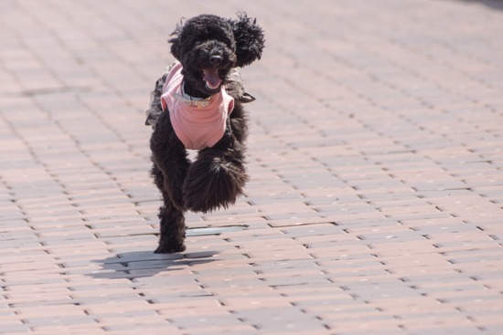 トイプードル ブログ 銀座リリーとドナas know as de wan69