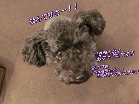 銀座トイプードルリリーas know as de wan01