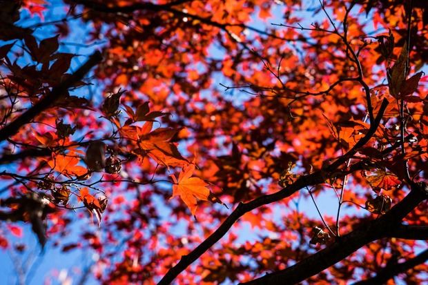 20151205ブラックトイプードル銀座リリー＆ドナ18