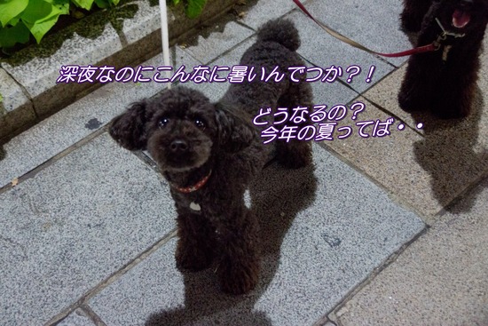 トイプードル ブログ 銀座リリーとドナas know as de wan24