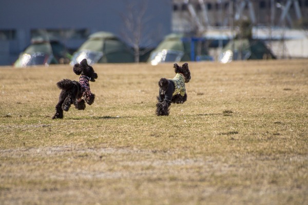 トイプードル銀座リリー018