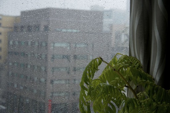 as know as de wan トイプードル 銀座リリー23