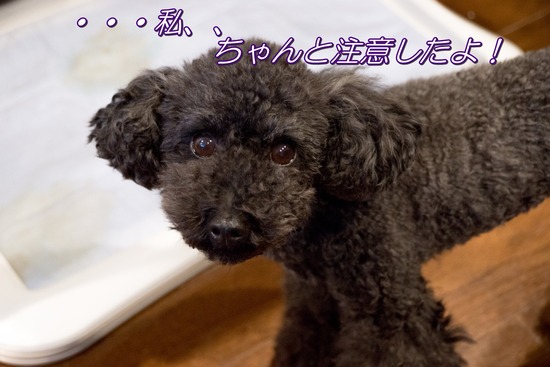 トイプードル銀座リリーとドナas know as de wanブログ11