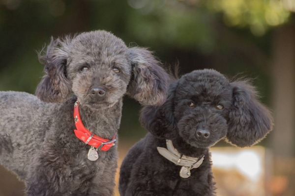 トイプードル銀座リリー015