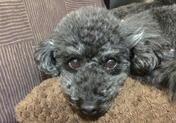 ブラックトイプードル銀座リリー＆ドナ210