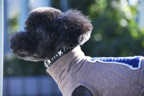 銀座トイプードルリリーas know as de wan02