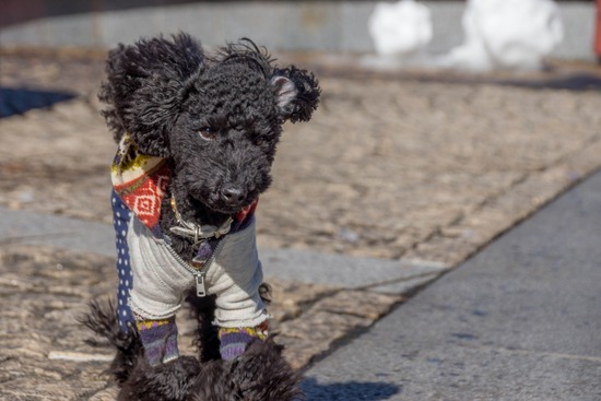 銀座トイプードル,リリーとドナ,as know as de wan038