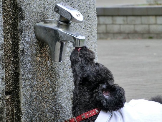 as know as de wan トイプードル 銀座リリー06