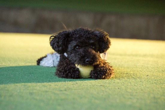 トイプードル ブログ 銀座リリーとドナas know as de wan07