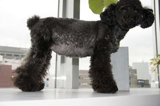 as know as de wanとトイプードルブラックの銀座リリー09