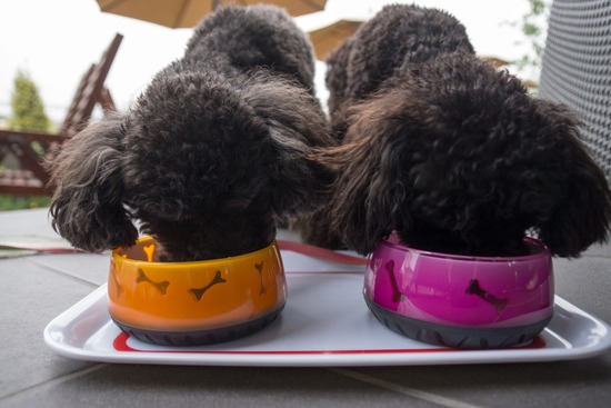 トイプードル銀座リリー＆ドナ47