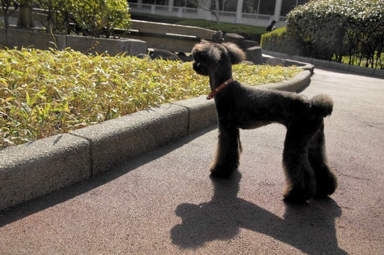 as know as de wan トイプードル 銀座リリー04