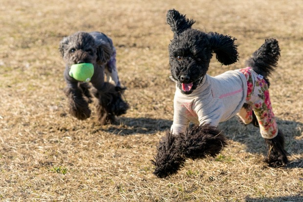 20160203ブラックトイプードル銀座リリードナ25