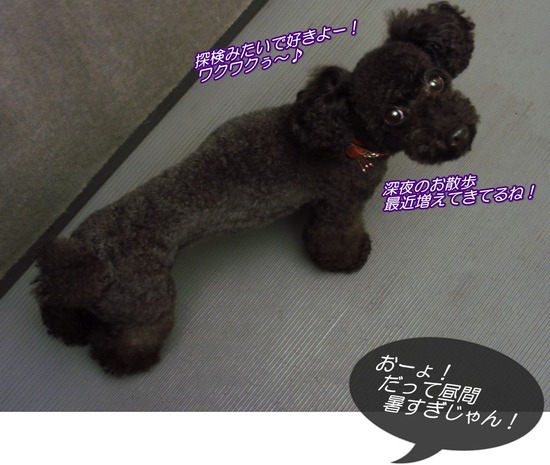 トイプードル銀座リリーas_know_as_dewan01