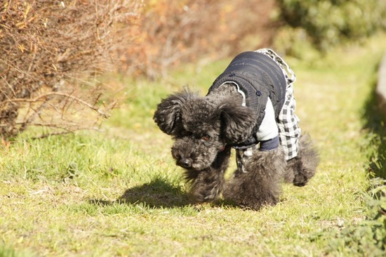 銀座トイプードルリリーas know as de wan12