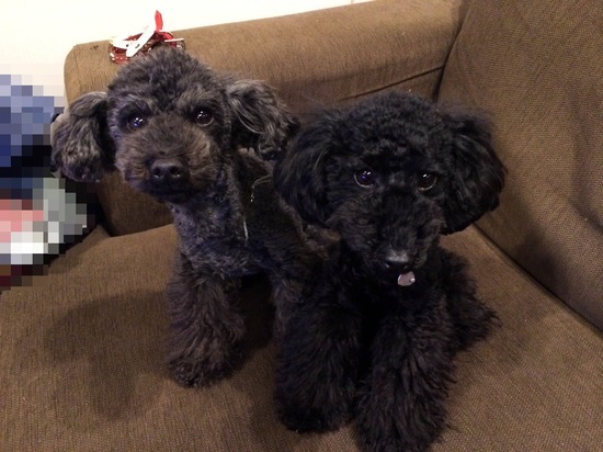 銀座トイプードル,リリーとドナ,as know as de wan132