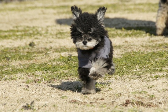 銀座トイプードルリリーas know as de wan40