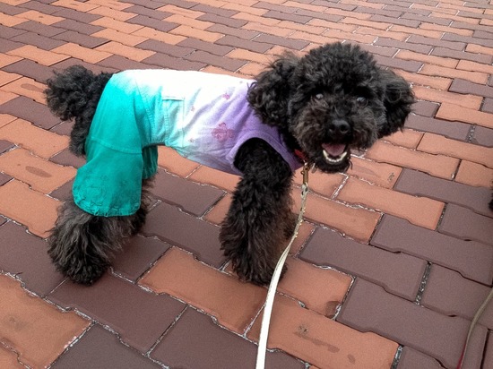 ブラックのトイプードル銀座リリー＆ドナas know as de wan04