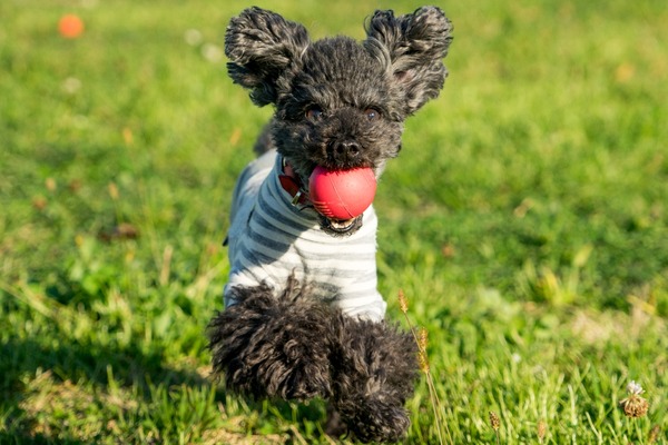 20151129ブラックトイプードル銀座リリー&ドナ003