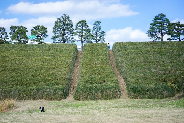20151212ブラックトイプードル銀座リリー＆ドナ23