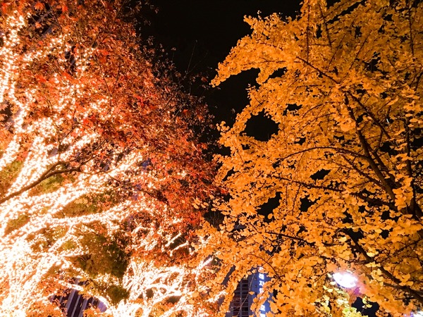 ブラックトイプードル銀座リリー＆ドナ183