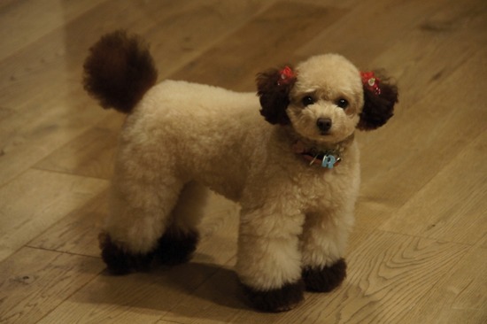 as know as de wanとトイプードル銀座リリー05