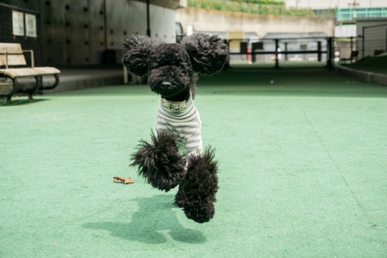 ニャンバーワン,銀座トイプードル,リリーとドナ,asknowasdewan071