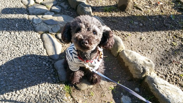 トイプードル銀座リリー013