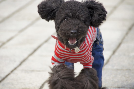 トイプードル銀座リリーasknowasdewan14