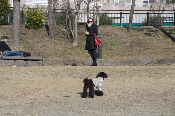 トイプードル銀座リリー007