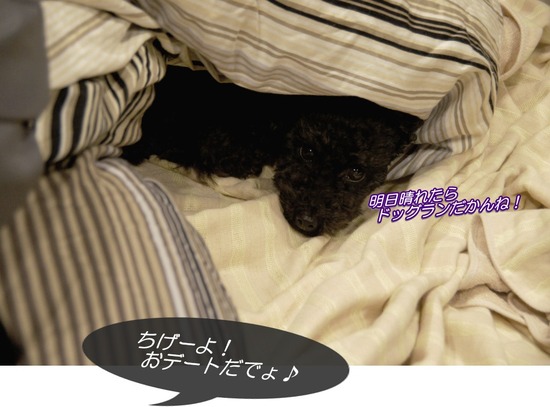 as know as de wan トイプードル 銀座リリー00