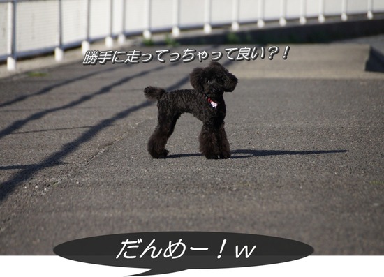 銀座トイプードルリリーとドナas know as de wan28