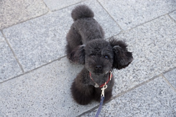 ブラックトイプードル銀座リリードナ006