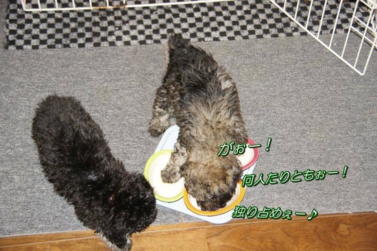 銀座 トイプードル リリー as know as de wan57