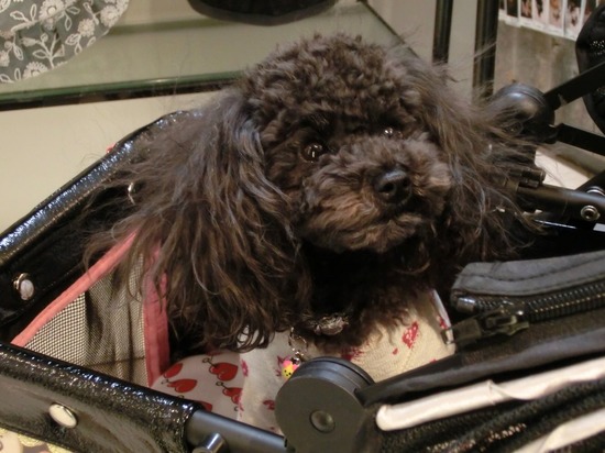 as know as de wan トイプードル 銀座リリー13