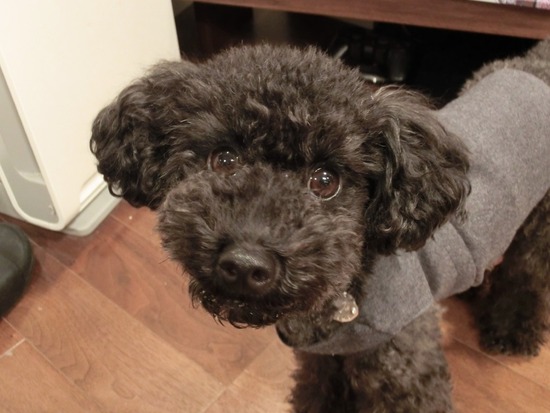 as know as de wanとトイプードルブラックの銀座リリー04