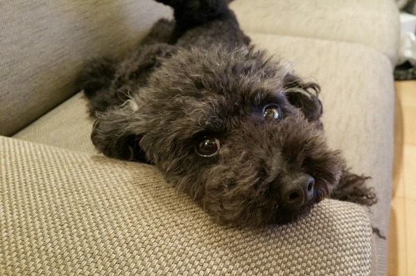 2015090820150908トイプードル銀座リリー01