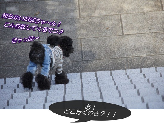 as know as de wanとトイプードルブラックの銀座リリー06