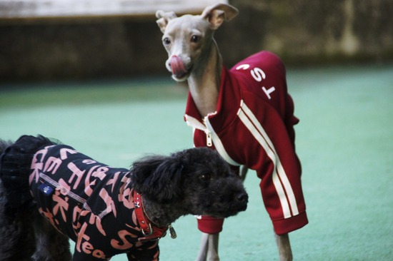 as know as de wan トイプードル 銀座リリー01